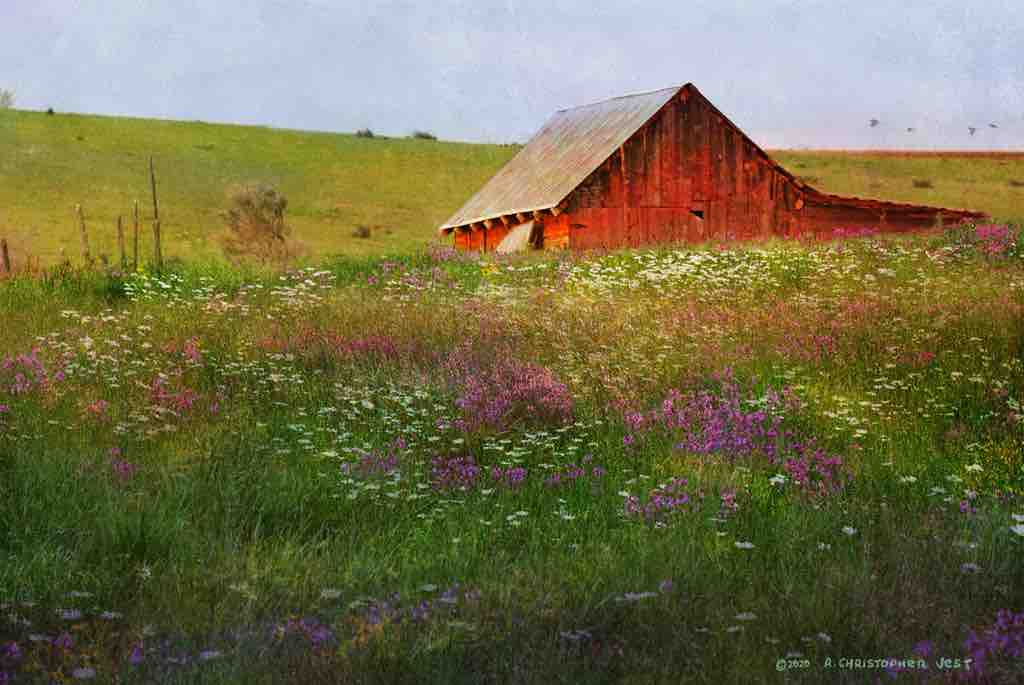 Field of Daisies and Locoweed