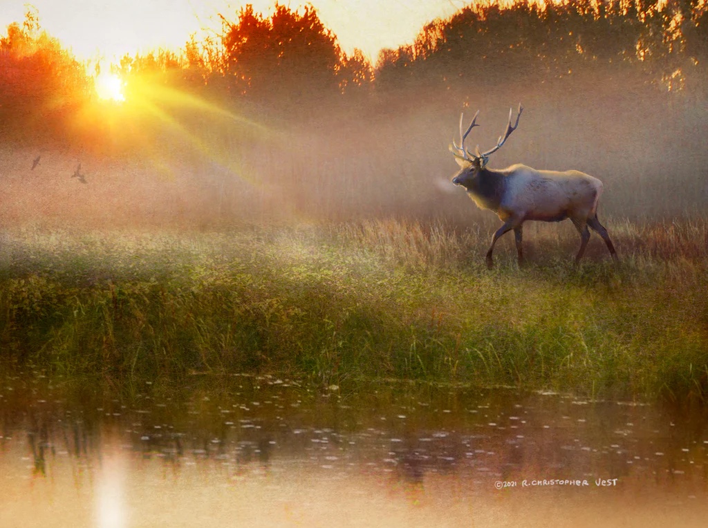 A Cool Drinl - Bull Elk