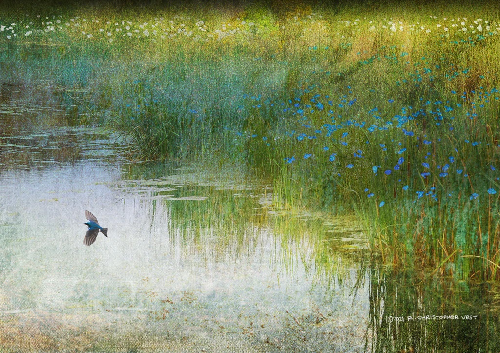 Wetland Tree Swallow