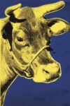 Cow, 1971 (blue & yellow)