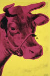 Cow, 1966 (yellow and pink)