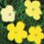 Flowers, 1970 (4 yellow)