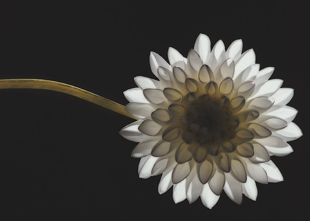 Solitary Blossom