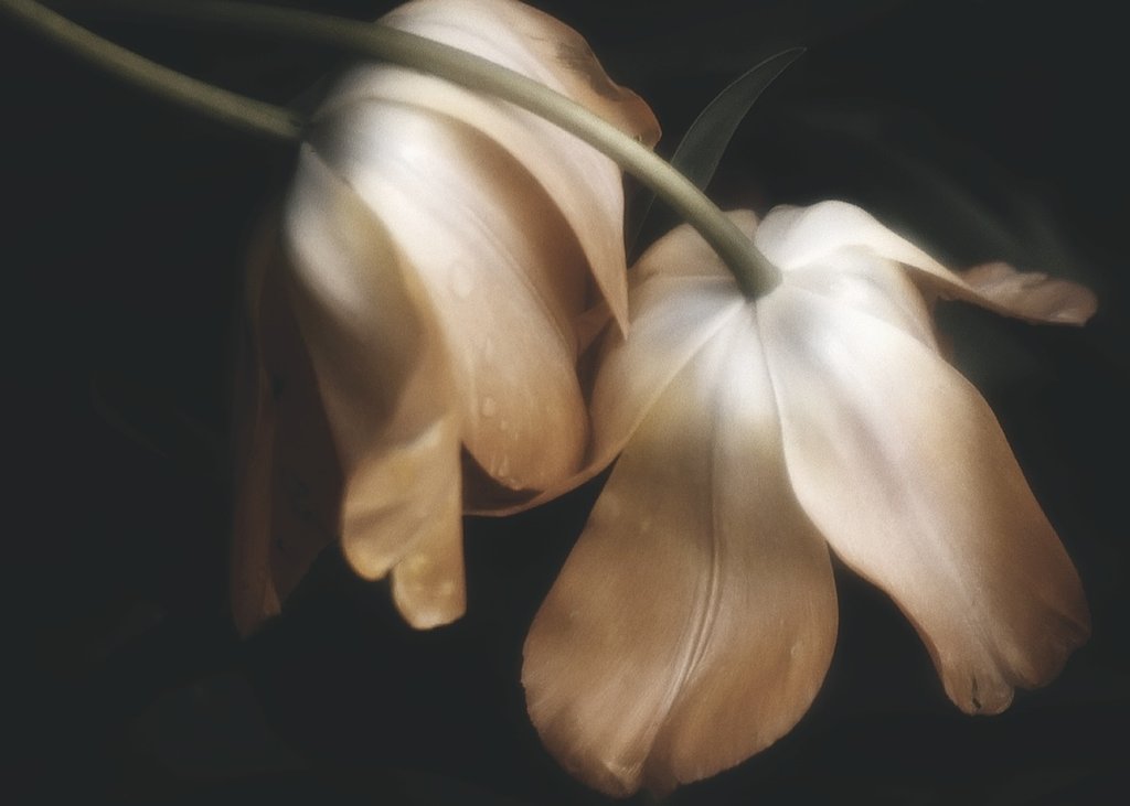 Dew Drops