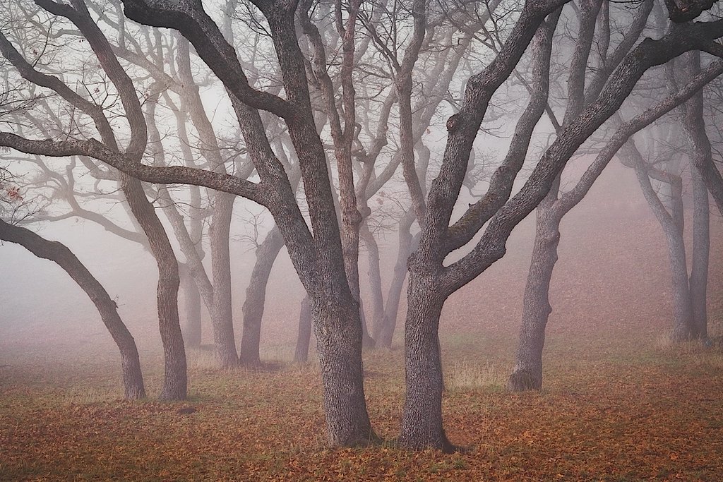 Pilot Road Trees