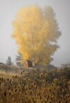 Yellow Tree & Teasel