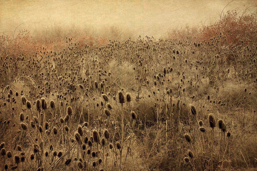 Teasel & Rosehops II