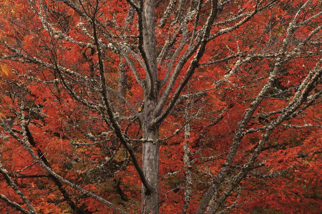 Lithia Park in Fall