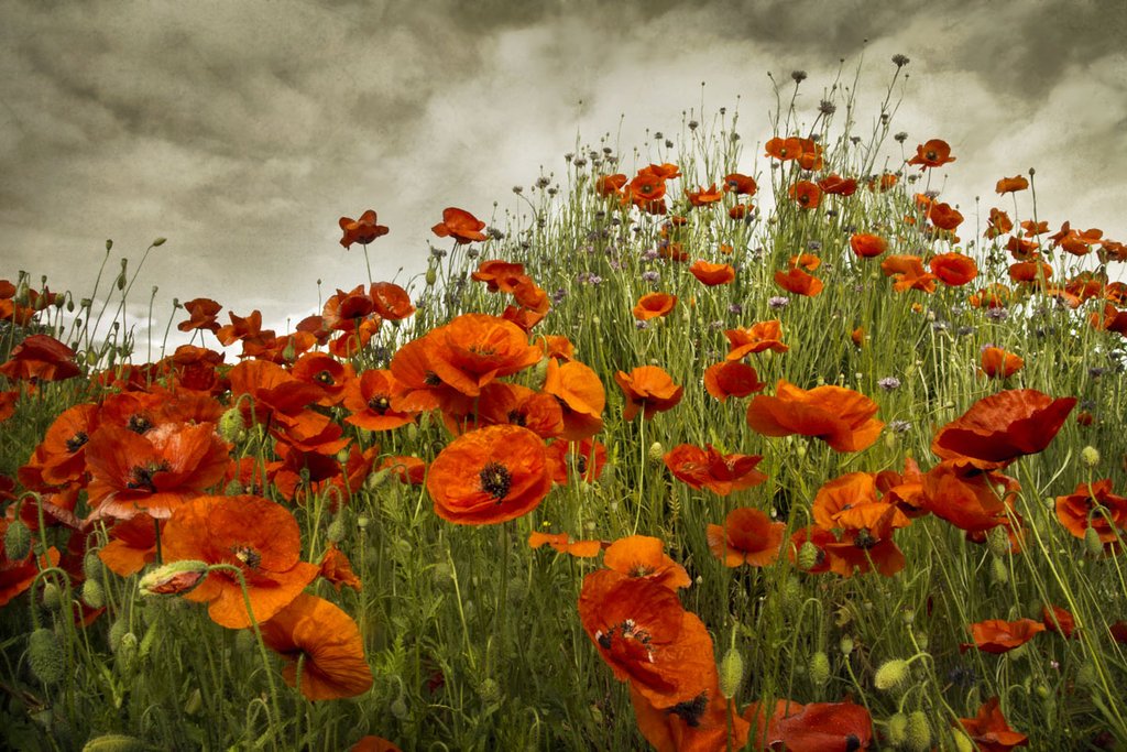 Bobbi's Poppies