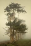 Cypress Symmetry