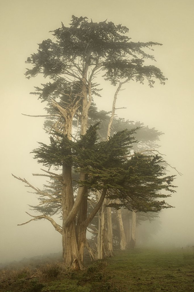 Cypress Symmetry