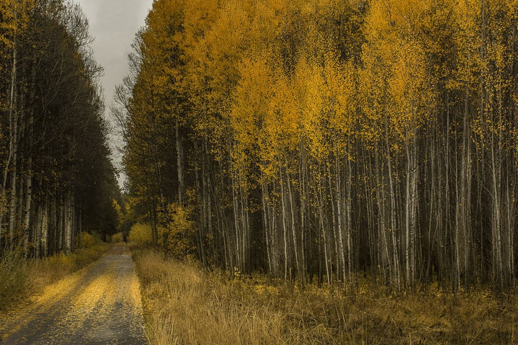 Wood River Aspens