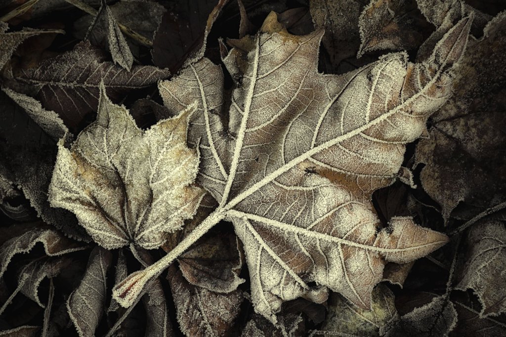Frosted Leaves