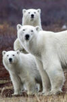 Churchill Polar Bears