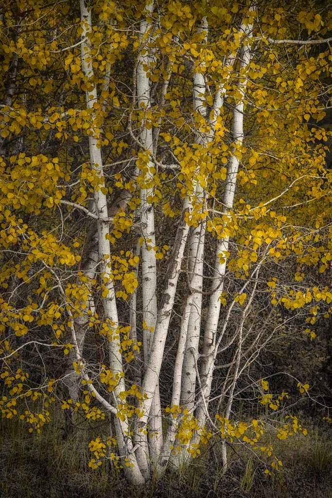 Aspens