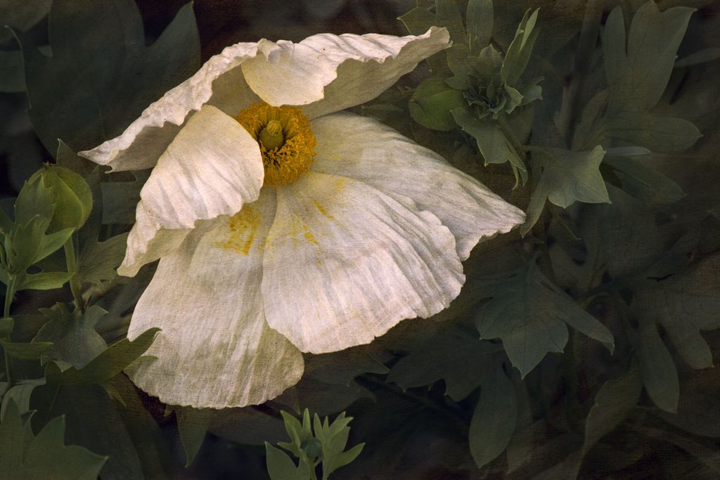 Romenya Coulteri Poppy