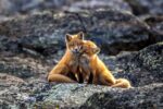Red Foxes, Nunavik, Quebec, Canada