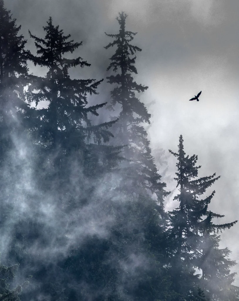 Raven, Glacier Bay National Park, Alaska