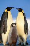 Emperor Penguins with Chick, Antartica