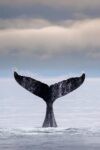 Humpback Whale Tail, Glacier Bay National Park, Alaska