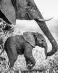 African Elephant with Calf