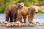Lean On Me - Alaska Brown Bears