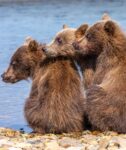 Best Buddies - Alaska Brown Bears