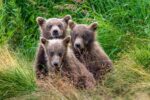 Three Amigos - Alaska Brown Bears