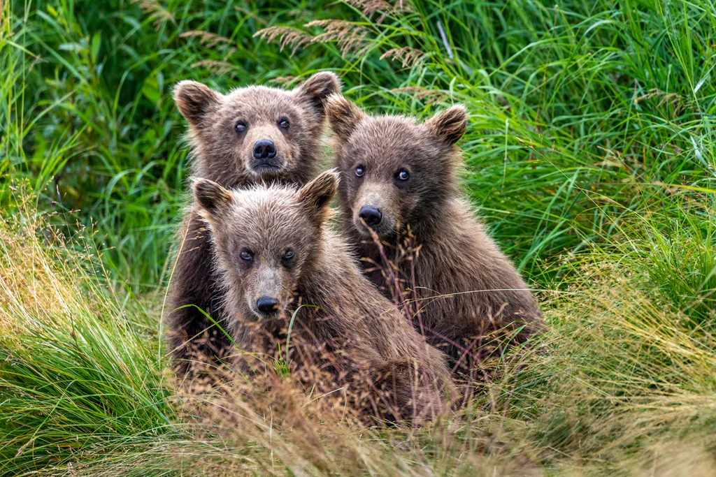 Three Amigos - Alaska Brown Bears