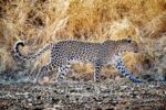 Leopard, Central District, Botswana