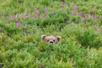 Brown Bear Head, Katmai National Park, Alaska