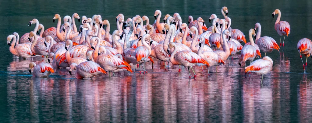 Chilean Flamingos, Patagonia, Chile