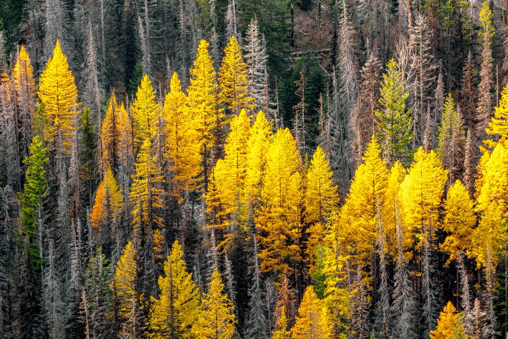 Abstract Larch, Cascade Range, Washington II