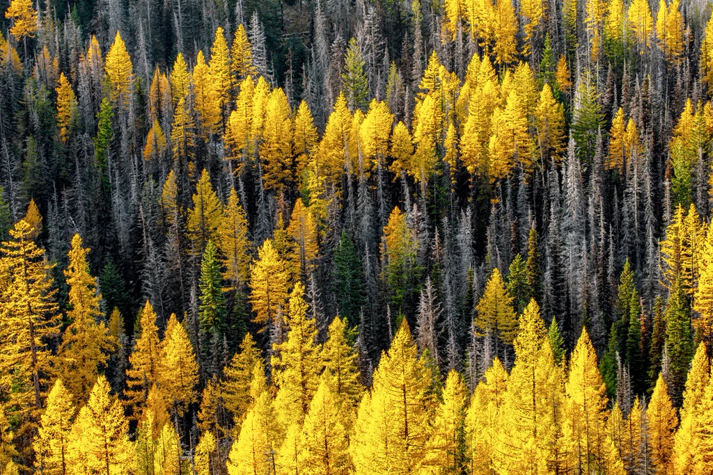 Abstract Larch, Cascade Range, Washingto nIII