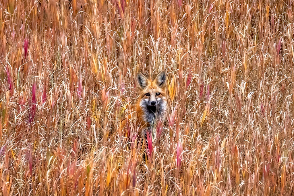 Fox, Yellowstone National Park, Wyoming