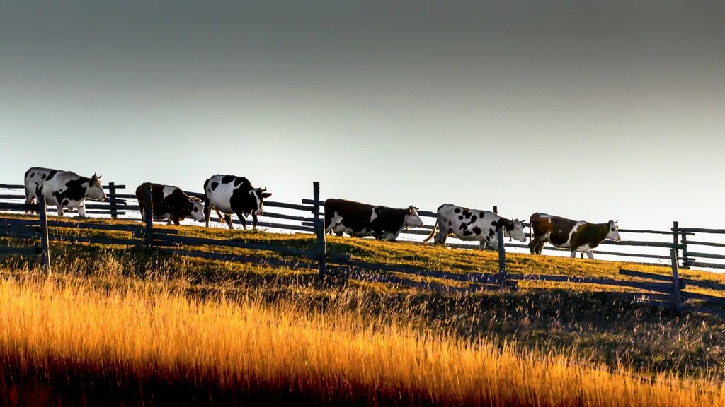 Cows, Romania, Bucovina