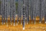 Calcified Lodgepole Pines, Yellowstone National Park, Wyoming