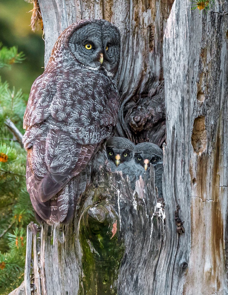 Great Gray Owl Family, Washington