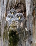 Great Gray Owlets, Washington