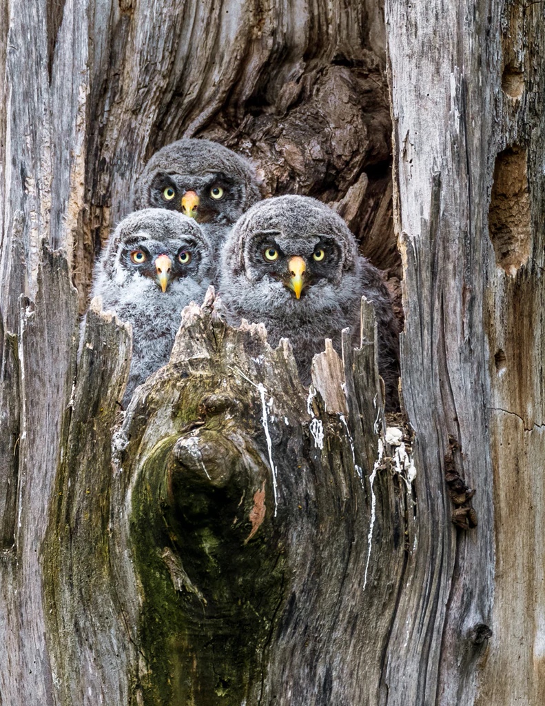 Great Gray Owlets, Washington