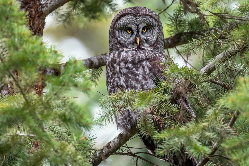 Great Gray Owl in Tree, Washington
