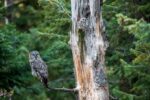 Great Gray Owl on Branch, Washington