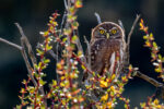Ferruginous Pygmy Owl, Torresdel Paine National Park, Chile