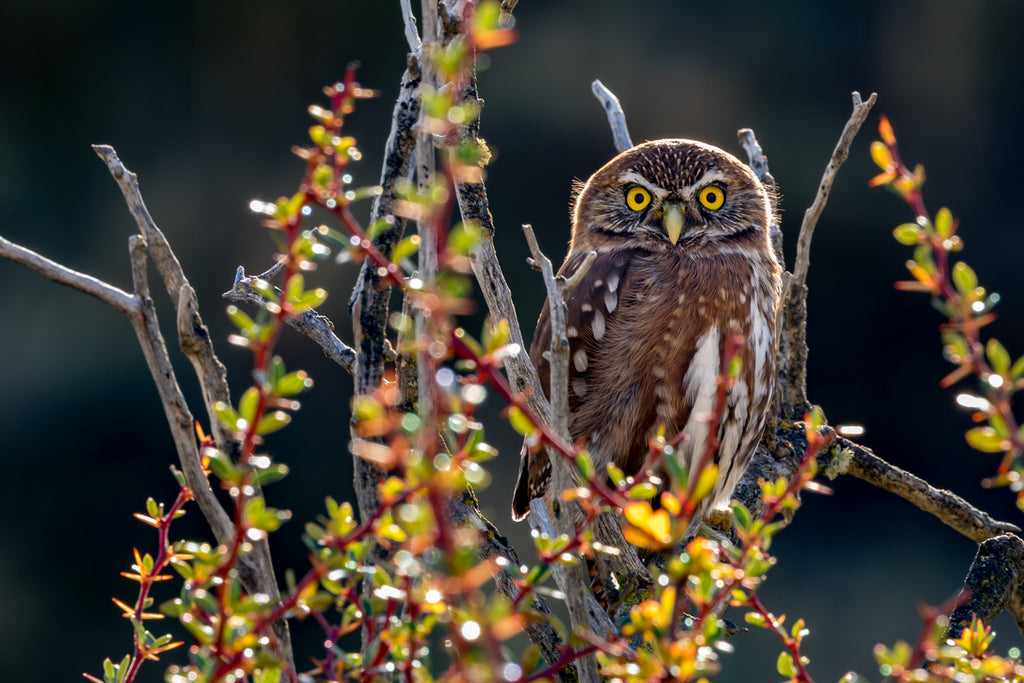Ferruginous Pygmy Owl, Torresdel Paine National Park, Chile
