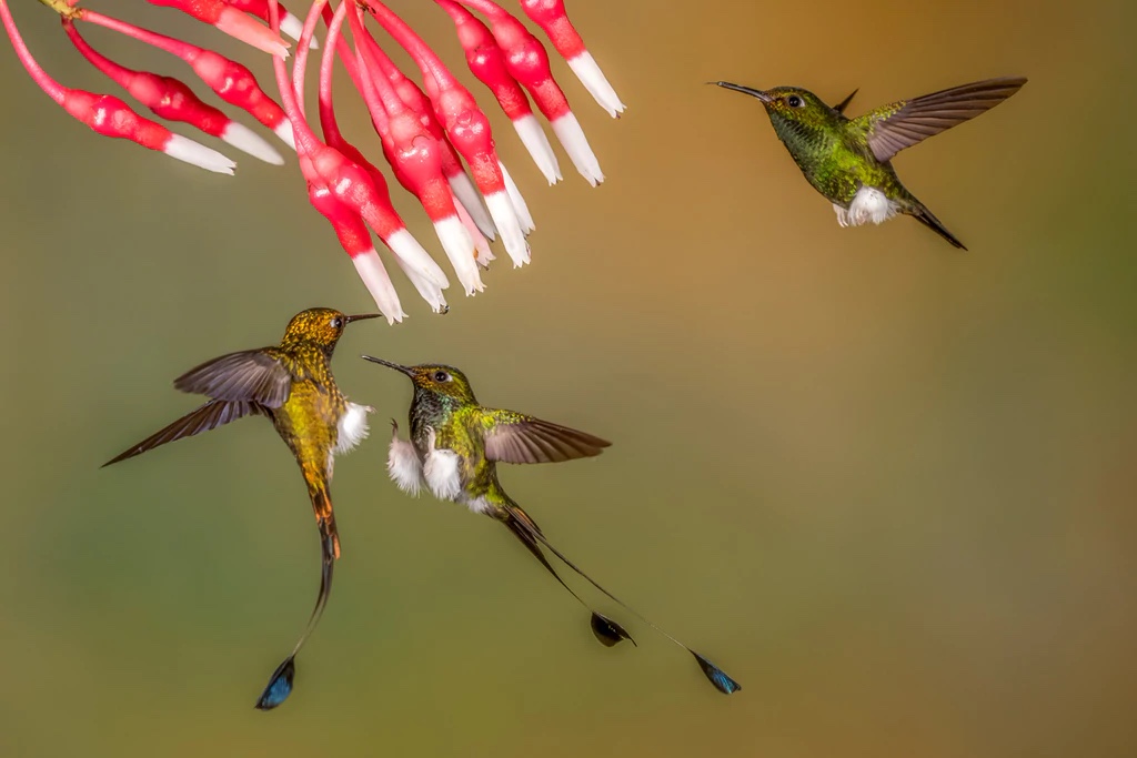 White-Booted Racket-Tail Hummingbird, Andean Cloud Forest, Ecuador