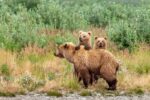Brown Bear Family, Katmai National Park, Alaska