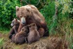 Brown Bear Nursing Cubs, Katmai National Park, Alaska