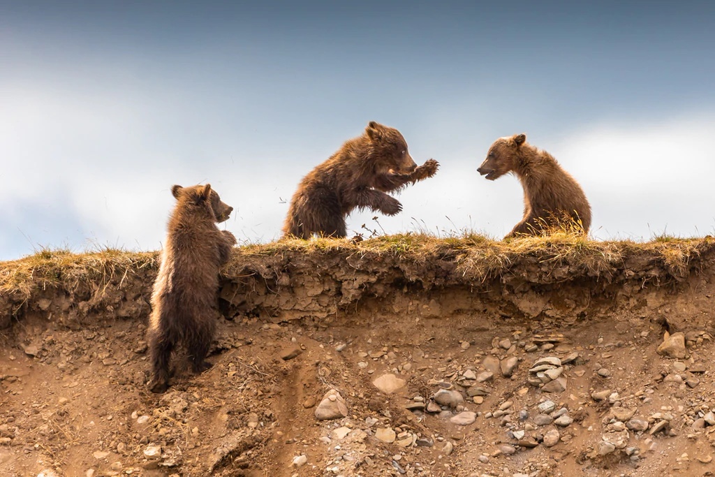 Brown Bear Cubs Playing, Katmai National Park, Alaska