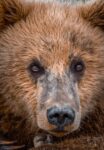 Brown Bear Portrait, Katmai National Park, Alaska
