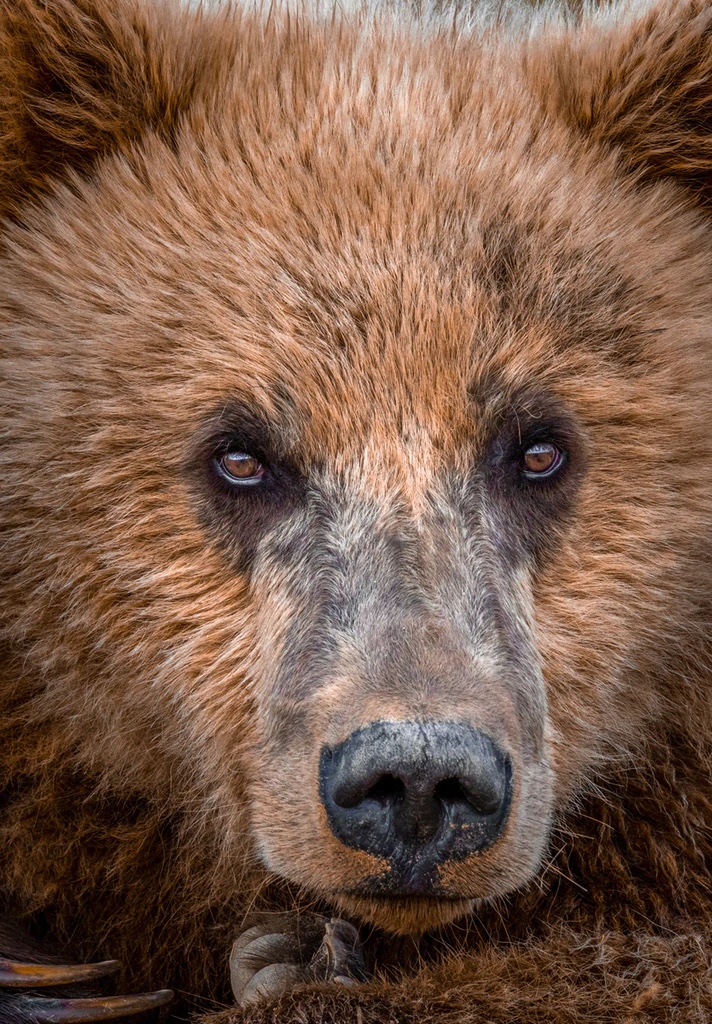 Brown Bear Portrait, Katmai National Park, Alaska